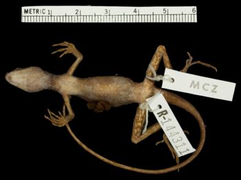 Media type: image;   Herpetology R-144311